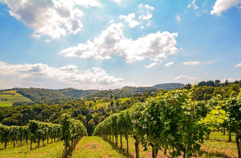 Terroirs da Bairrada na produção de vinho