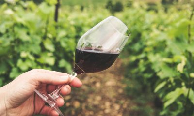 características do vinho