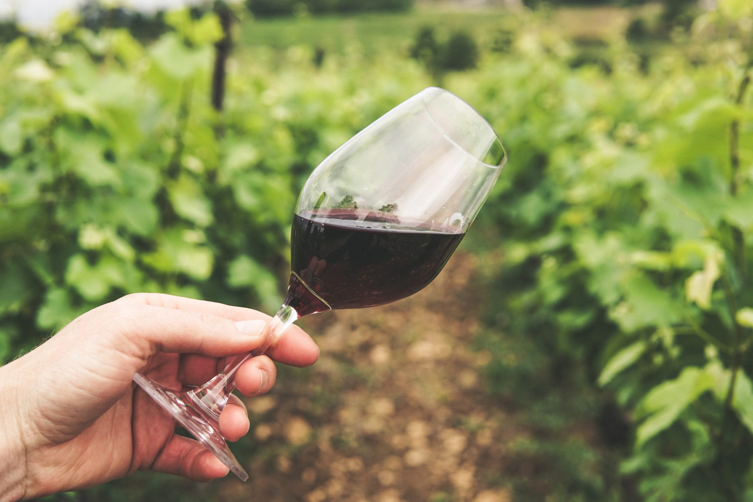 características do vinho